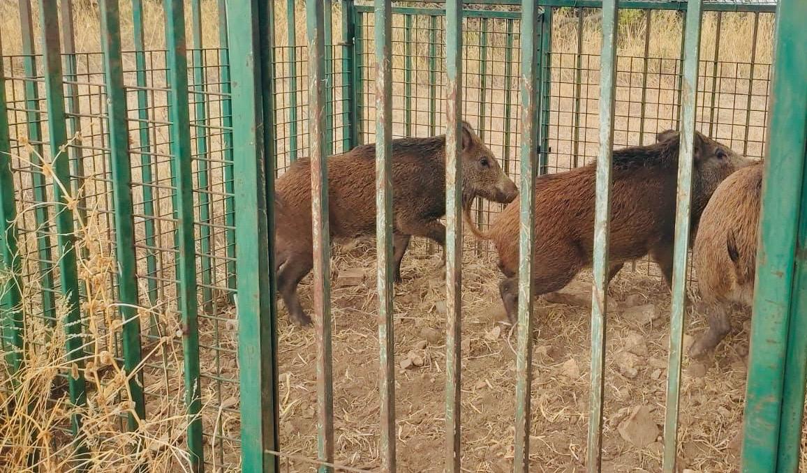 Cinghiali a Bari, continuano i controlli per la sicurezza dei cittadini: tre esemplari catturati a Lama Balice