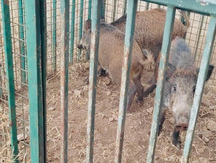Cinghiali a Bari, continuano i controlli per la sicurezza dei cittadini: tre esemplari catturati a Lama Balice