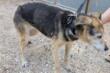 Tricase, cagnolina ipovedente intrappolata in un cantiere: intervengono le Guardie Zoofile