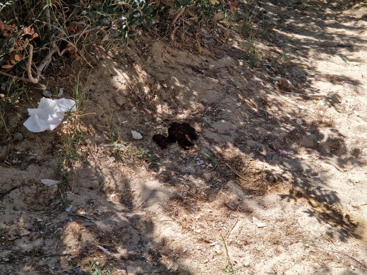 Bari, Pane e Pomodoro e il valzer delle panchine: conquistate le aree della spiaggia libera