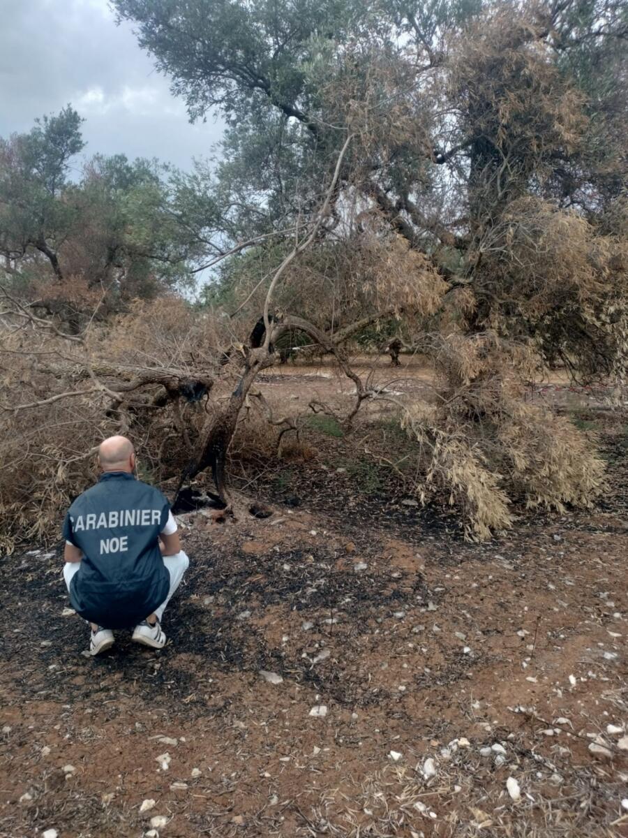Sannicandro di Bari, sorpresi a incendiare rifiuti pericolosi in un uliveto: due arresti Sannicandro di Bari, sorpresi a incendiare rifiuti pericolosi in un uliveto: due arresti