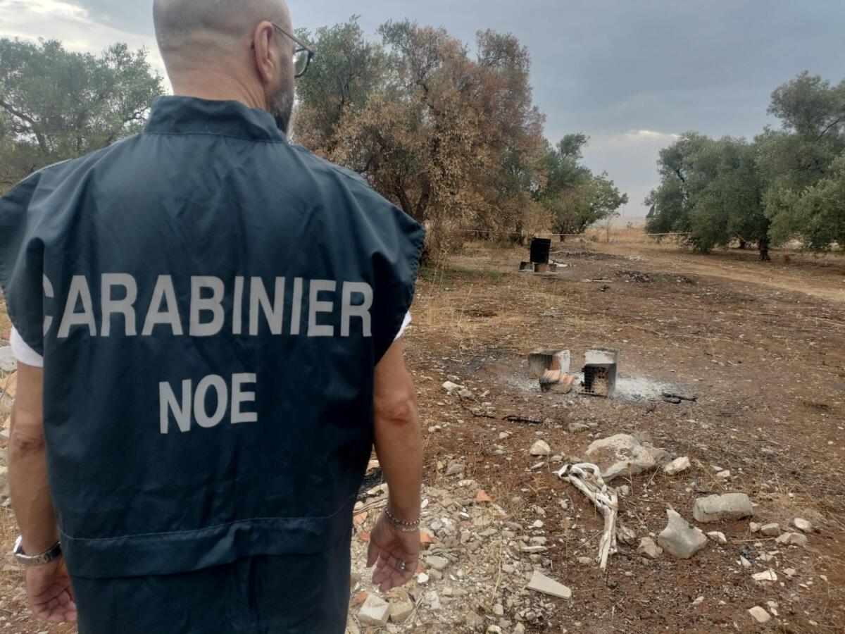Sannicandro di Bari, sorpresi a incendiare rifiuti pericolosi in un uliveto: due arresti Sannicandro di Bari, sorpresi a incendiare rifiuti pericolosi in un uliveto: due arresti