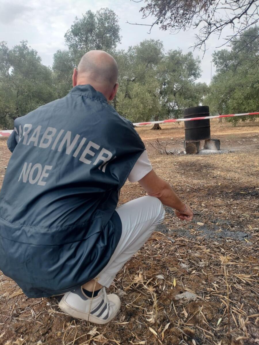 Sannicandro di Bari, sorpresi a incendiare rifiuti pericolosi in un uliveto: due arresti Sannicandro di Bari, sorpresi a incendiare rifiuti pericolosi in un uliveto: due arresti
