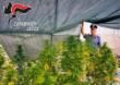 Monteroni di Lecce, coltiva marijuana sul terrazzo di casa: arrestato un uomo, sequestrate 40 piante