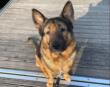 Da un canile di Bari a primo cane cieco operativo nella Protezione civile: Marley premiato a Pisa per il suo impegno