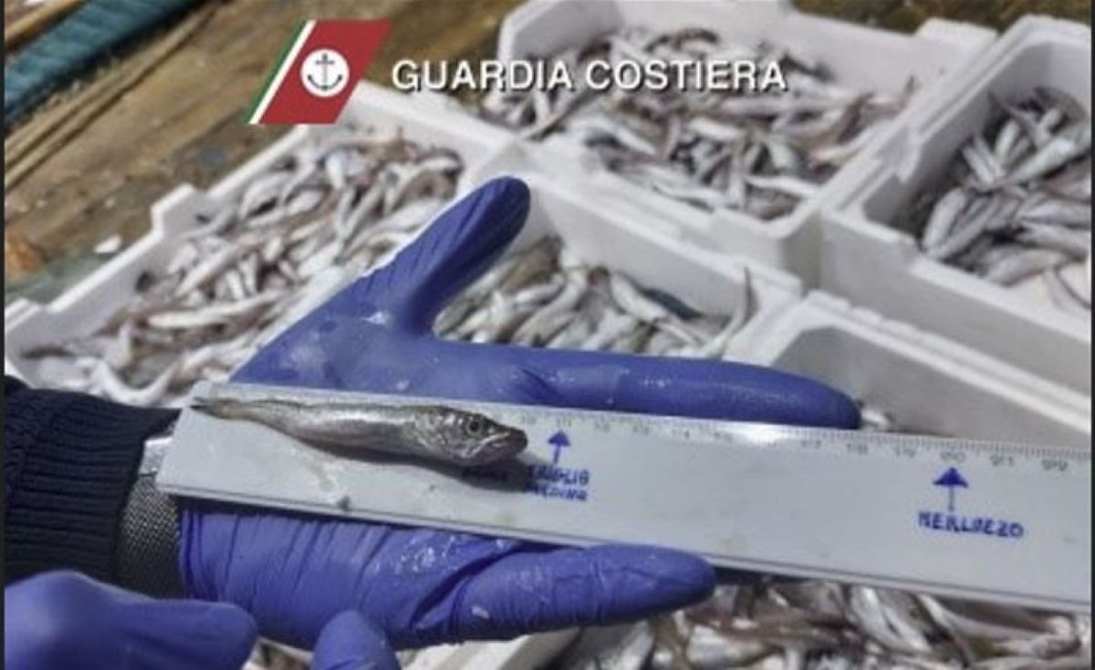 Pesca irregolare nel mare del Brindisino, sequestrati due quintali di prodotto ittico Pesca irregolare nel mare del Brindisino, sequestrati due quintali di prodotto ittico