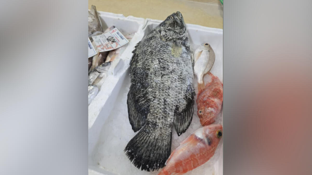 Un pesce foglia nei mari di Gallipoli, è una specie rarissima: «Potrebbe alterare gli equilibri del Mediterraneo» Un pesce foglia nei mari di Gallipoli, è una specie rarissima: «Potrebbe alterare gli equilibri del Mediterraneo»
