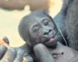 ZooSafari di Fasano, è nata una cucciola di gorilla: «Il nome inizierà con la lettera “T”»