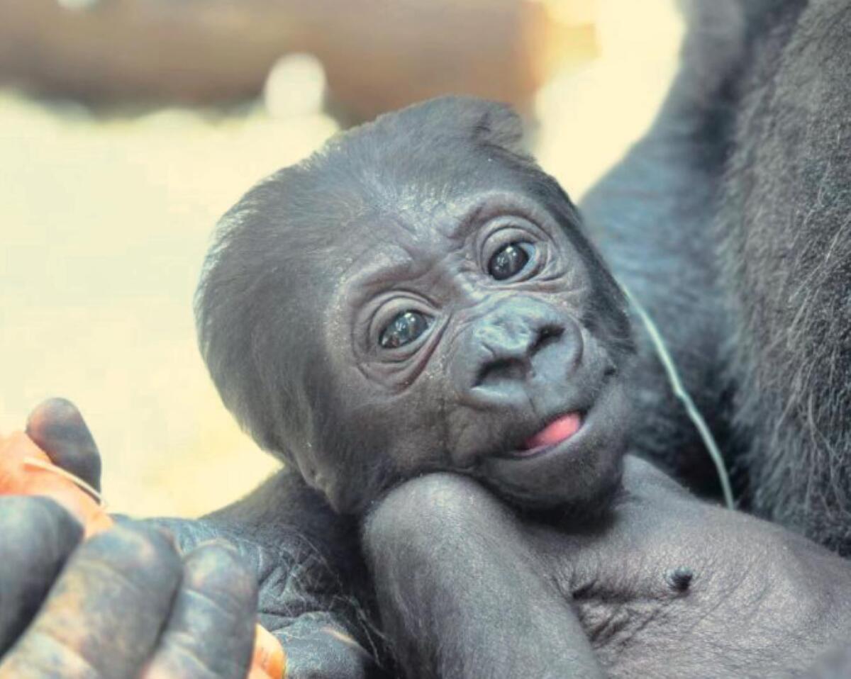 Galleria foto 'ZooSafari di Fasano, è nata una cucciola di gorilla: «Il nome inizierà con la lettera “T”»' - foto 1