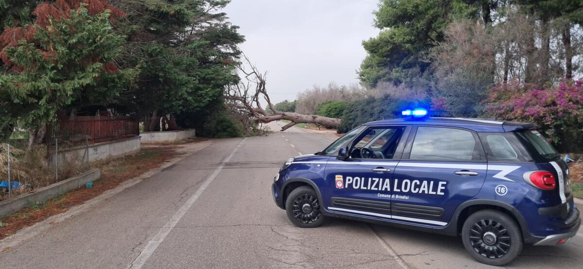 Grosso pino si abbatte sulla strada tra San Vito dei Normanni e Brindisi: interrotta la circolazione – VIDEO