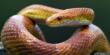 Paura a Lecce, serpente del grano in giro per la città: catturato l’innocuo rettile americano