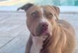 Gravina in Puglia, la pitbull Tequila trovata morta con segni di sevizie: scatta la denuncia in Procura