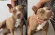 La pitbull Tequila seviziata e uccisa a Gravina in Puglia, Brambilla: «Non è solo crudeltà, è un reato»