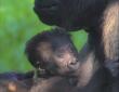 Lo Zoosafari di Fasano si gode i suoi cuccioli di gorilla e svela il nome della prima nascitura: «Ciao Thara»