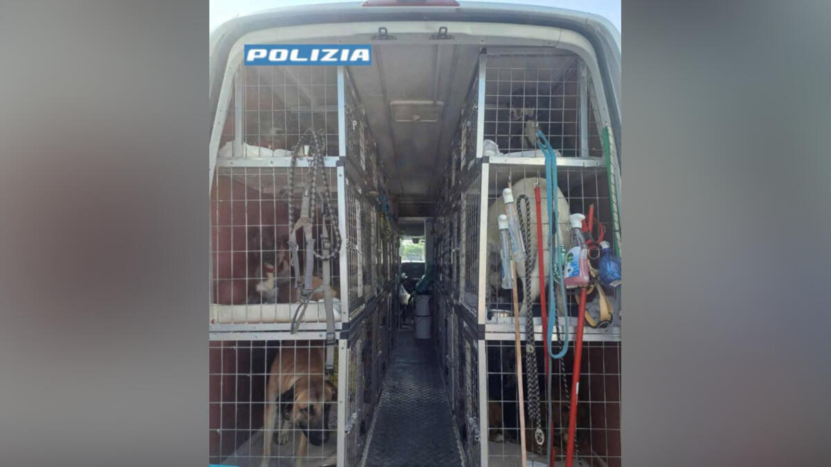 Bari, trasporta su un furgone 46 cuccioli dall’Est Europa in Germania: scatta la maxi multa Bari, trasporta su un furgone 46 cuccioli dall’Est Europa in Germania: scatta la maxi multa