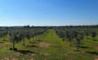 Xylella, nel Salento è possibile compensare l’emissione di carbonio piantando alberi di ulivo