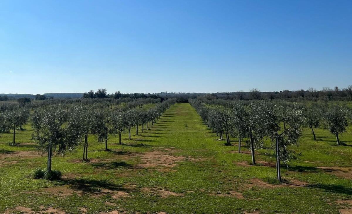 Xylella, nel Salento è possibile compensare l’emissione di carbonio piantando alberi di ulivo Xylella, nel Salento è possibile compensare l’emissione di carbonio piantando alberi di ulivo