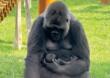 Fasano, lo Zoosafari festeggia la nascita del secondo gorilla in un mese
