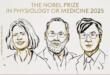 Nobel per la Medicina 2025 a Brunkow, Ramsdell e Sakaguchi per scoperte su sistema immunitario