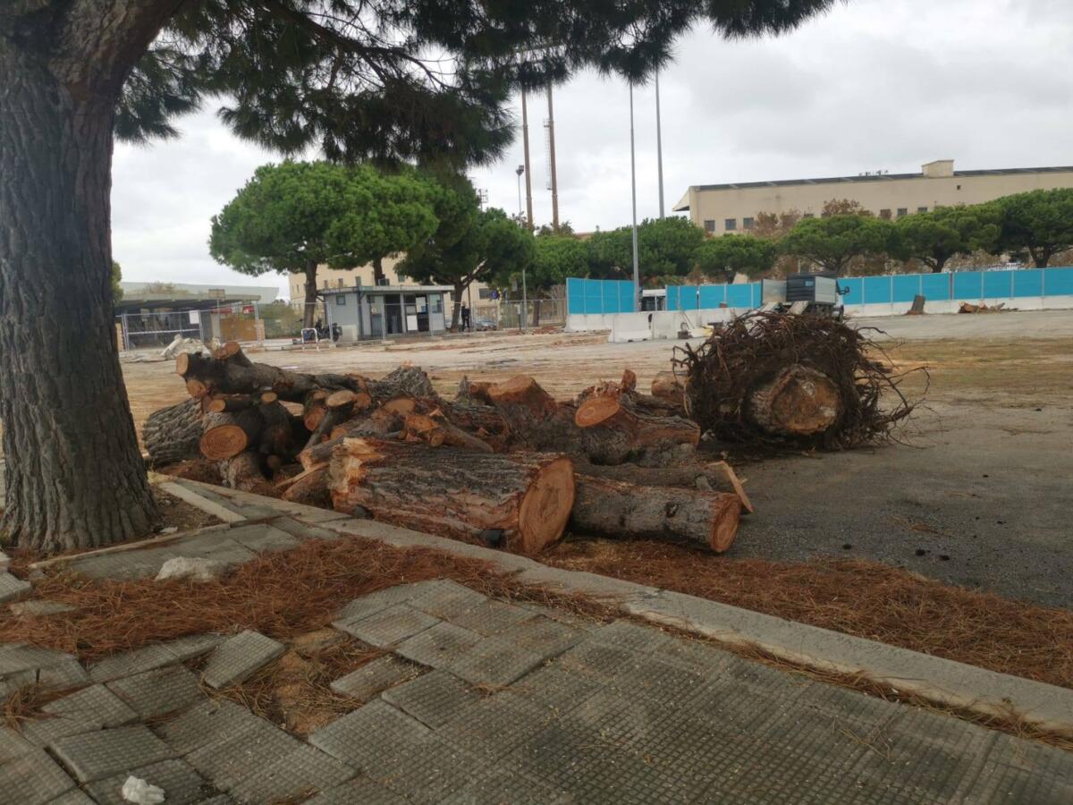 Bari, via i pini per far spazio al Brt. L’assessora Perlino: «Saranno sostituiti» Bari, via i pini per far spazio al Brt. L’assessora Perlino: «Saranno sostituiti»