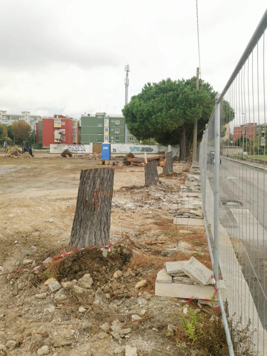 Bari, abbattuti alberi per il cantiere Brt in via Maratona: scoppia la polemica