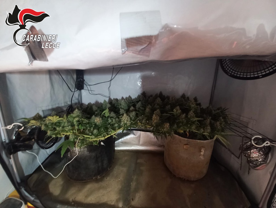 Galleria foto 'Santa Maria di Leuca, serre artigianali e droga in casa destinata allo spaccio: 2 arresti in poche ore' - foto 4