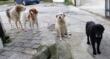 Vico del Gargano, esche avvelenate abbandonate sul terreno: un cane muore, altri tre salvati in extremis