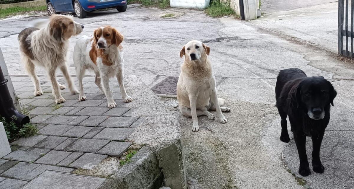 Galleria foto 'Vico del Gargano, esche avvelenate abbandonate sul terreno: un cane muore, altri tre salvati in extremis' - foto 1