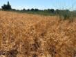 Puglia, due progetti di UniBa e Cnr salvano cento varietà di cereali e 48 di legumi locali