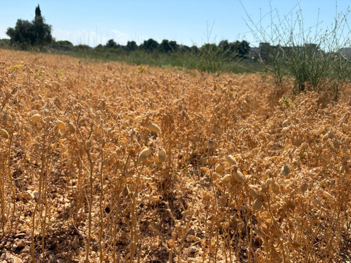 Puglia, due progetti di UniBa e Cnr salvano cento varietà di cereali e 48 di legumi locali Puglia, due progetti di UniBa e Cnr salvano cento varietà di cereali e 48 di legumi locali