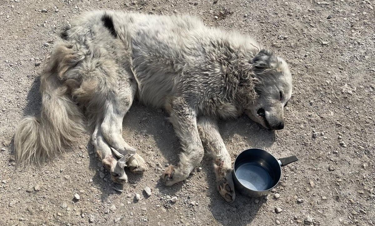 Galleria foto 'Triggiano, cane aggredito e abbandonato per strada. Il Nogez: «Ha il microchip»' - foto 1