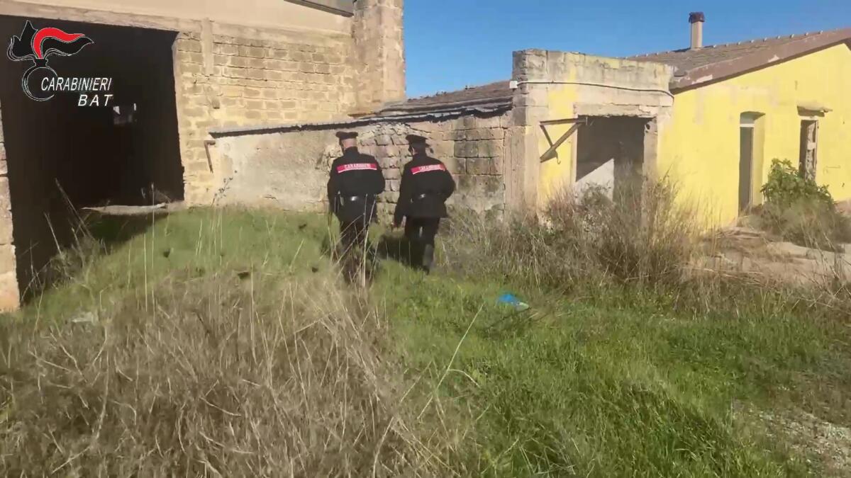Galleria foto 'Andria, controlli a tappeto dei carabinieri: scoperto un “cimitero” di mezzi agricoli e auto cannibalizzate – VIDEO' - foto 1