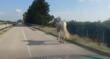 Castellaneta Marina, cavallo cieco al galoppo vicino la Ss 106: intercettato e salvato
