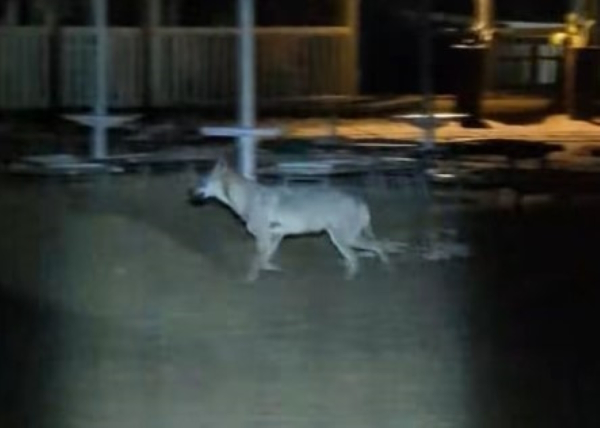 Emergenza lupi in Salento, l’Asl Lecce: «Attacchi agli uomini rari, ma servono regole» Emergenza lupi in Salento, l’Asl Lecce: «Attacchi agli uomini rari, ma servono regole»