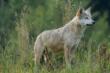 Wolf Puglia, la Regione lancia il progetto pilota per il monitoraggio dei lupi