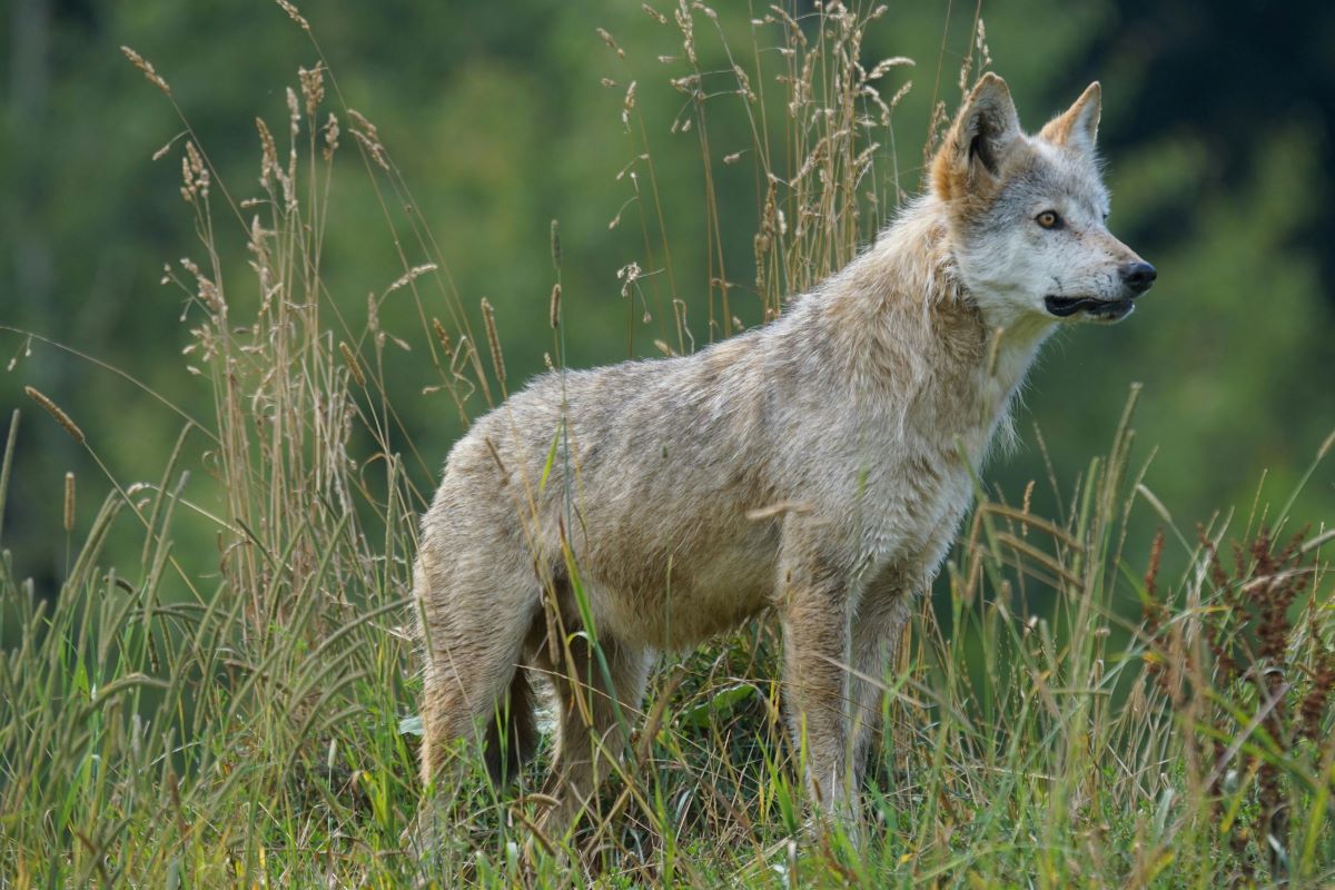 Galleria foto 'Wolf Puglia, la Regione lancia il progetto pilota per il monitoraggio dei lupi' - foto 1