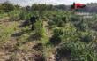 Brindisi, una piantagione di marijuana nella casa di campagna: arrestati marito e moglie di 52 e 56 anni – FOTO