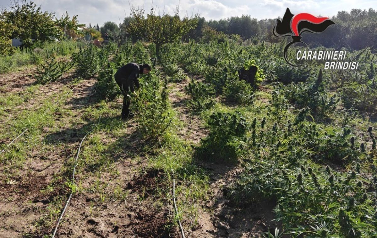 Galleria foto 'Brindisi, una piantagione di marijuana nella casa di campagna: arrestati marito e moglie di 52 e 56 anni – FOTO' - foto 6