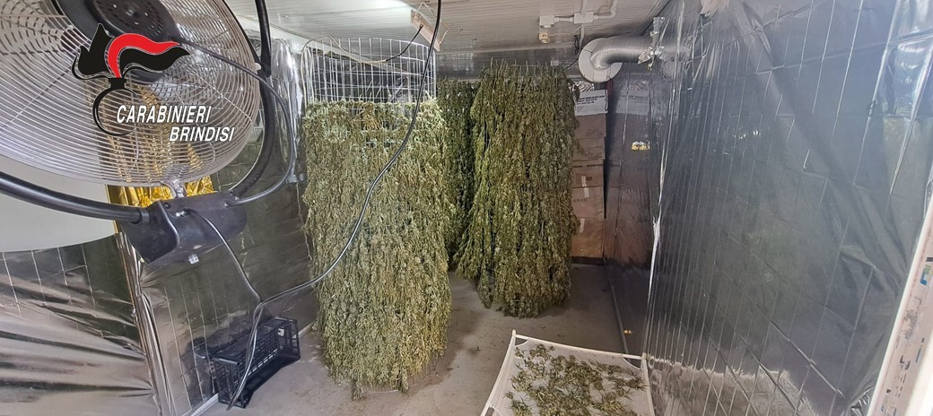 Galleria foto 'Brindisi, una piantagione di marijuana nella casa di campagna: arrestati marito e moglie di 52 e 56 anni – FOTO' - foto 5