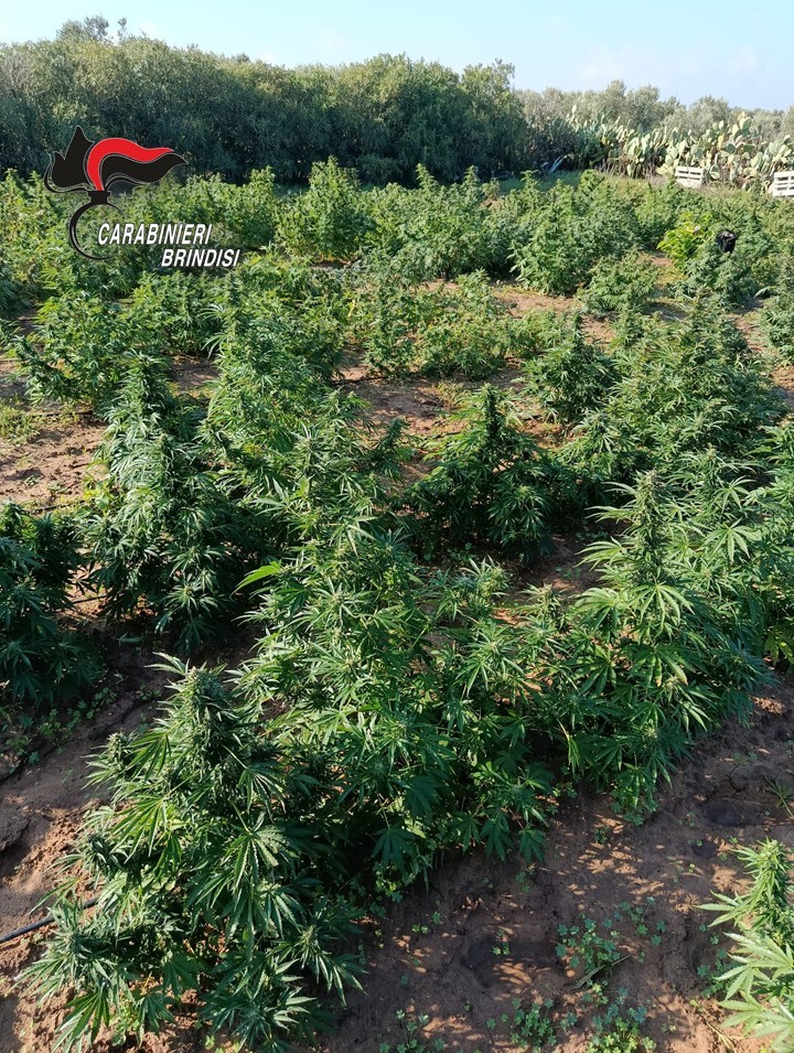 Galleria foto 'Brindisi, una piantagione di marijuana nella casa di campagna: arrestati marito e moglie di 52 e 56 anni – FOTO' - foto 3