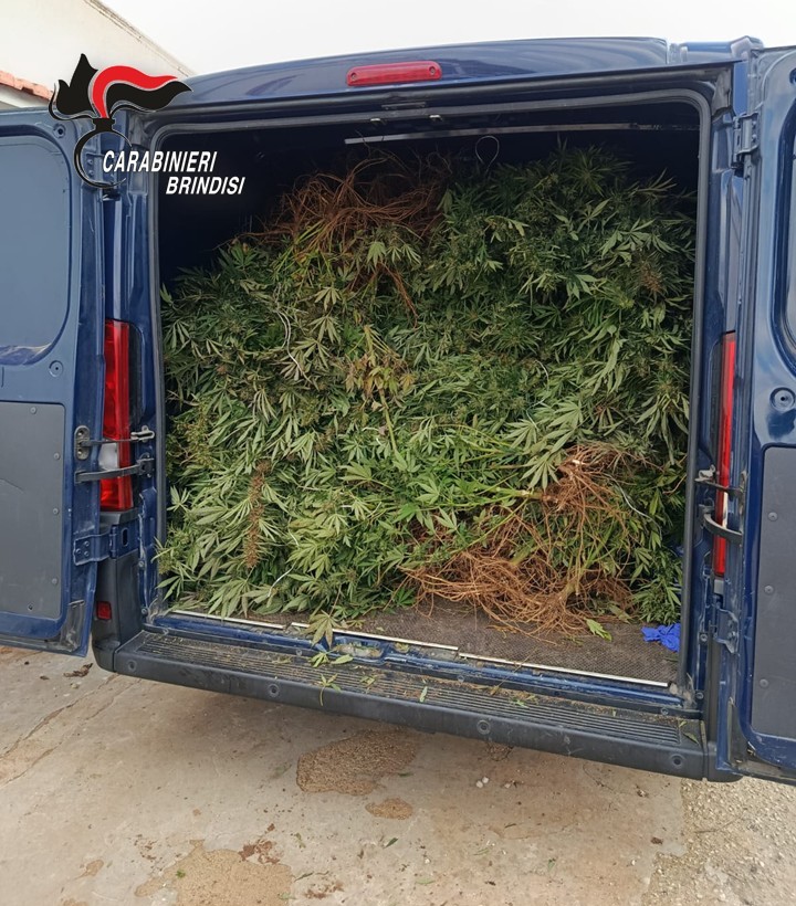 Galleria foto 'Brindisi, una piantagione di marijuana nella casa di campagna: arrestati marito e moglie di 52 e 56 anni – FOTO' - foto 2