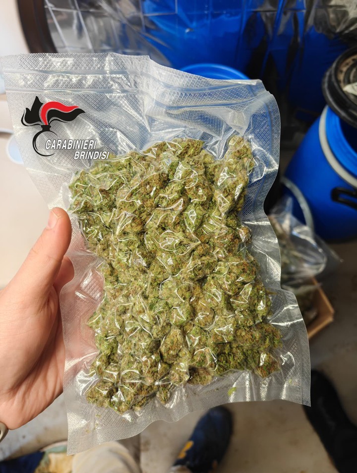 Galleria foto 'Brindisi, una piantagione di marijuana nella casa di campagna: arrestati marito e moglie di 52 e 56 anni – FOTO' - foto 1