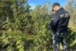 Scoperta una piantagione di marijuana nelle campagne di Mesagne: è caccia ai responsabili