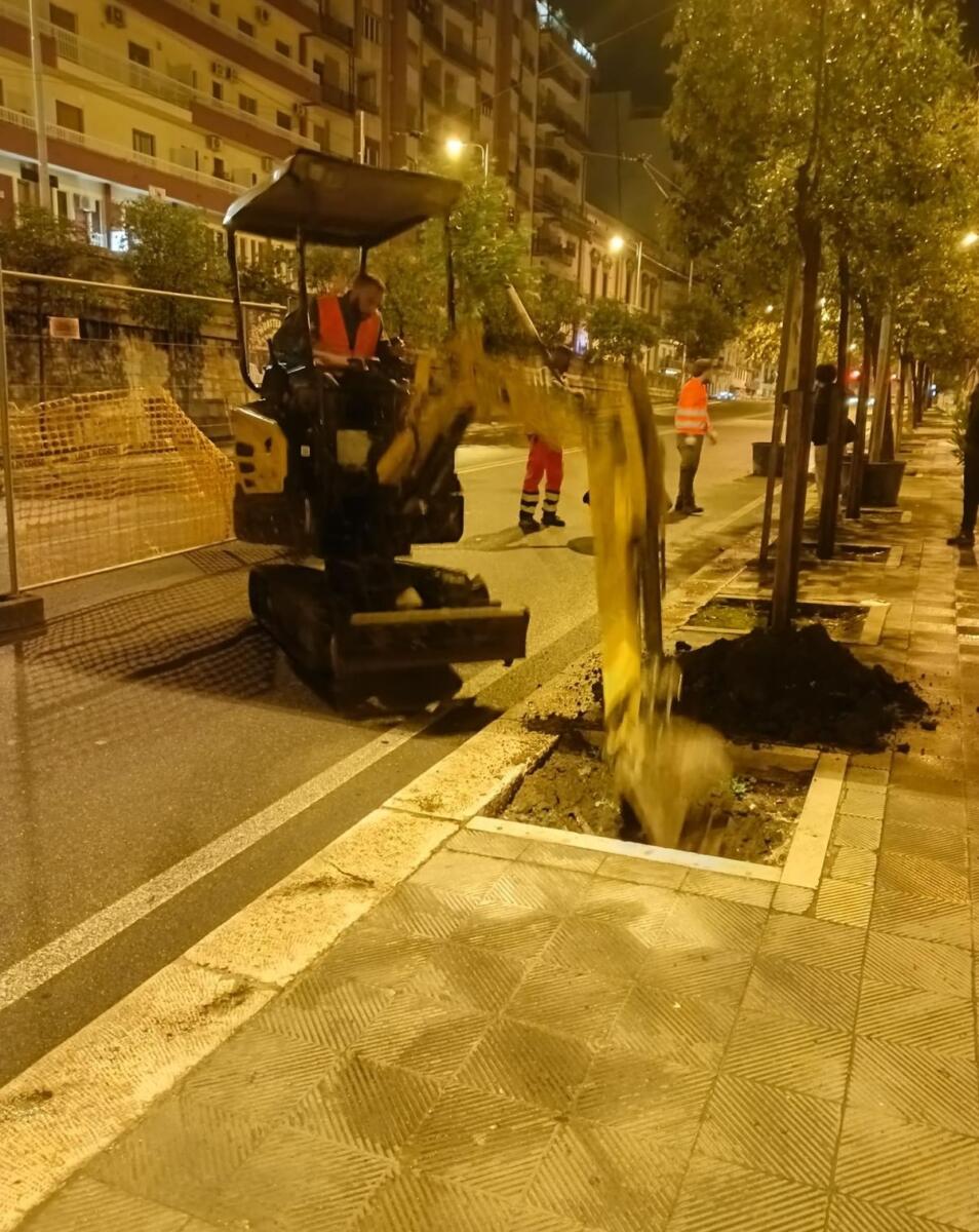 Galleria foto 'Bari, piantati nella notte 14 alberi di ligustro in piazza Luigi di Savoia' - foto 2