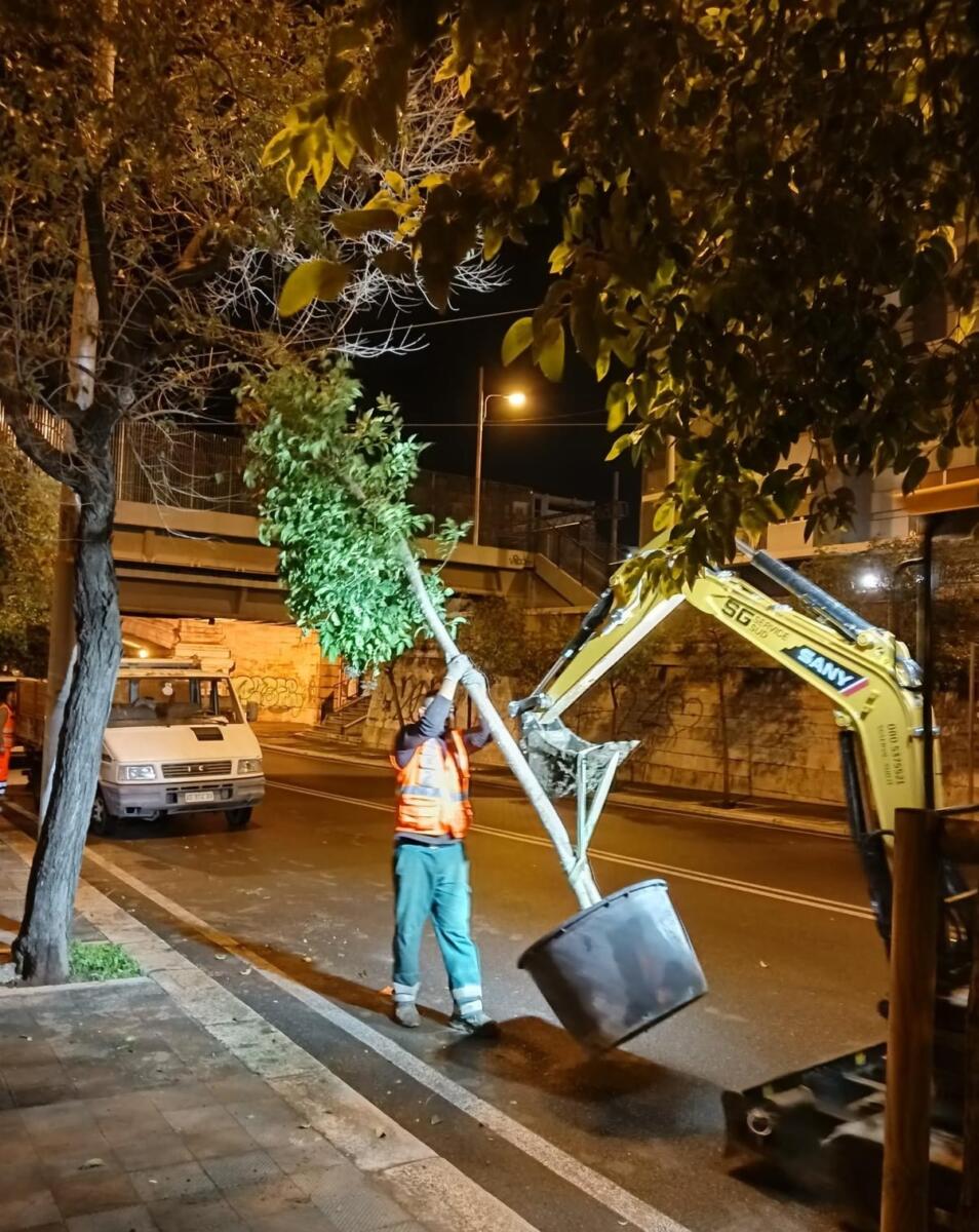 Galleria foto 'Bari, piantati nella notte 14 alberi di ligustro in piazza Luigi di Savoia' - foto 1