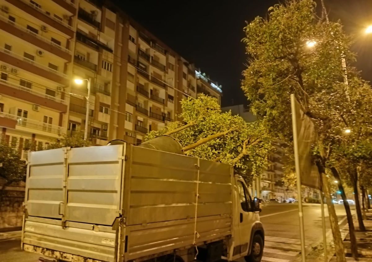 Galleria foto 'Bari, piantati nella notte 14 alberi di ligustro in piazza Luigi di Savoia' - foto 3