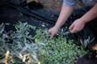 In Puglia raccolto quasi il doppio delle olive rispetto al 2024 ma non è record: pesano siccità e Xylella