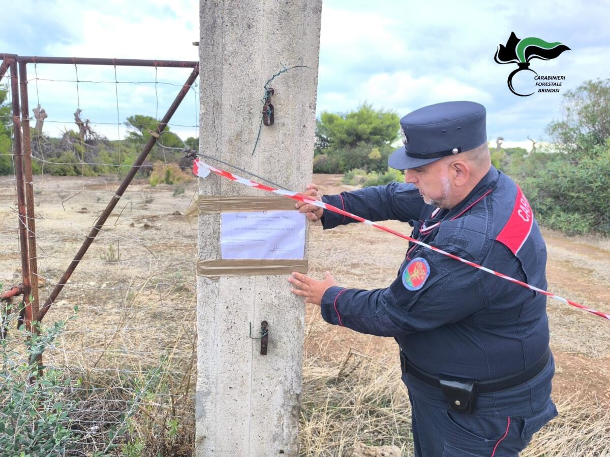 Ostuni, taglia alberi nel bosco senza comunicare l’avvio dei lavori: denunciato il titolare di un’azienda turistica