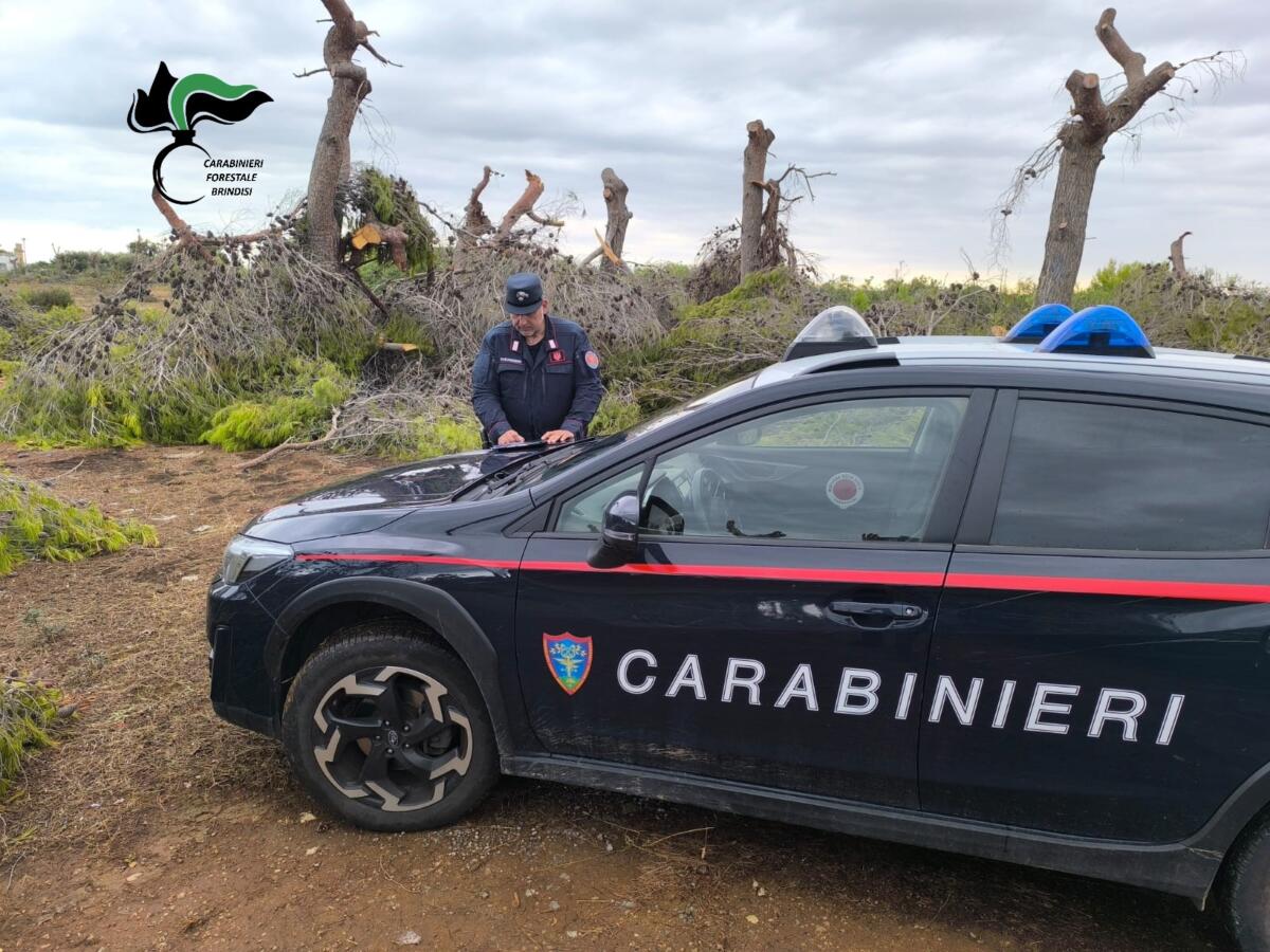 Ostuni, taglia alberi nel bosco senza comunicare l’avvio dei lavori: denunciato il titolare di un’azienda turistica