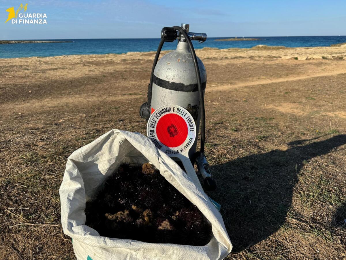 Nardò, raccoglie illegalmente 200 ricci di mare: scatta la maxi multa per un pescatore di frodo – VIDEO Nardò, raccoglie illegalmente 200 ricci di mare: scatta la maxi multa per un pescatore di frodo – VIDEO